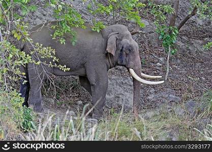 Wild Asian elephant male with big tusks