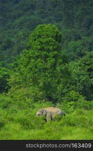 wild Asian elephants in the deep tropical forest, Thailand