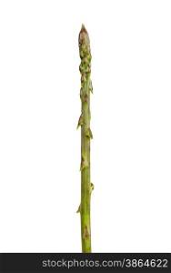 wild asparagus isolated on white background, studio shot