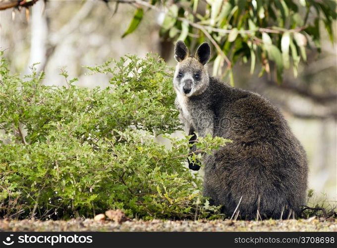 Wild Australian native Wallaby in the Grampians region of Victoria