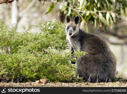 Wild Australian native Wallaby in the Grampians region of Victoria