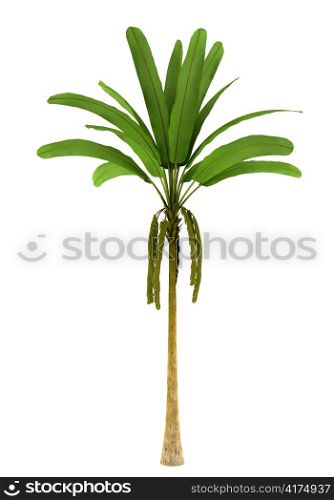 wild banana palm tree isolated on white background