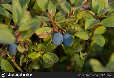 wild berry on a bush
