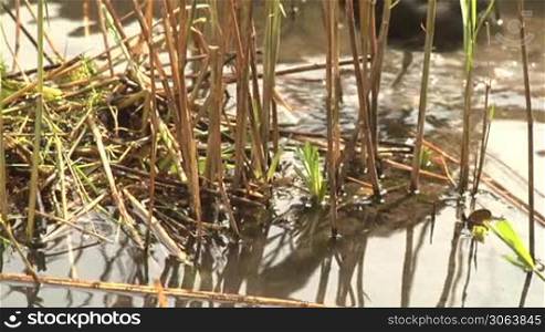Wild bird (coot) building its nest on water