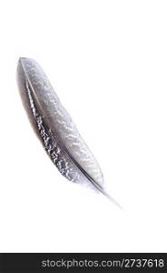 Wild bird feather on a white background