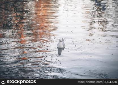 Wild bird in the cold water in the morning sunrise on a winter day