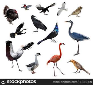 Wild Birds Collection On White Background