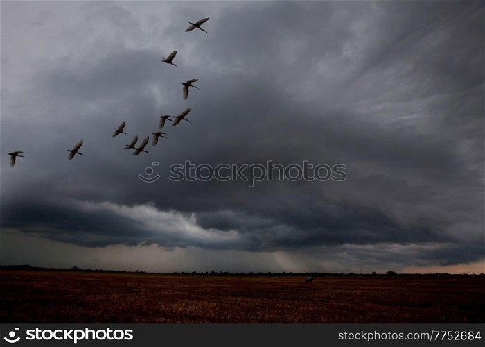 wild birds fly over a field in stormy weather