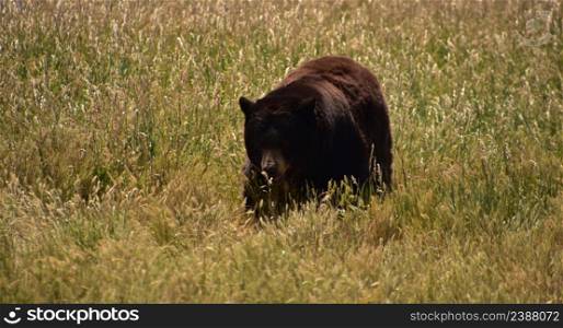Wild black bear walking in a field with long grasses in the summer.