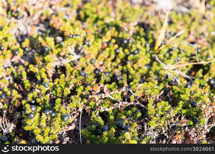 Wild black crowberries on Empetrum nigrum bush in Greenland. Wild black crowberries on Empetrum nigrum bush in Greenland with ripe fruits