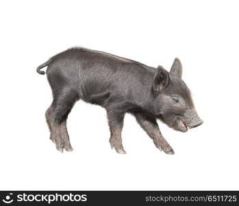 Wild black piglet isolated on white background. Wild black piglet