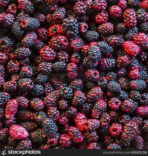 Wild blackberries in a variety of colours as a background texture