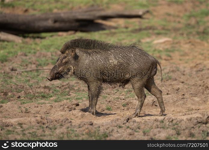 Wild boar after mud bath, Tadoba, Maharashtra, India