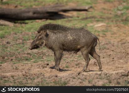 Wild boar after mud bath, Tadoba, Maharashtra, India