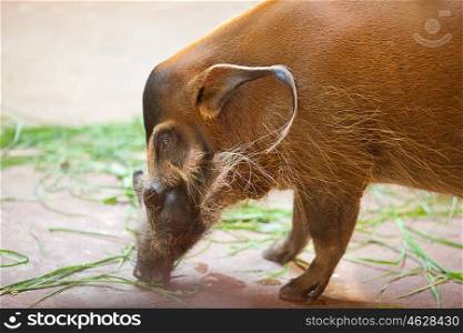 wild boar in a zoo