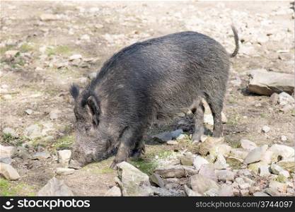 Wild boar in spring. Wild boar female searching for food in spring on a sunny day