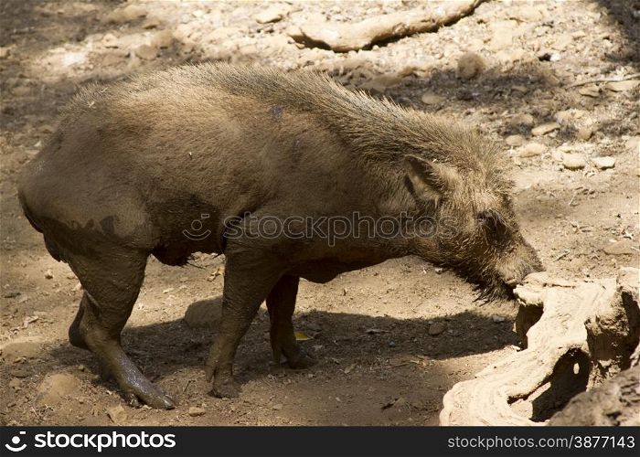 Wild boar in the jungle of India. India Goa.. Wild boar in the jungle of India. India Goa