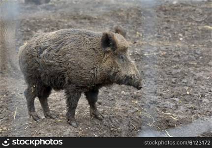 Wild boar or wild pig in forest