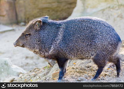 wild boar (Sus scrofa)