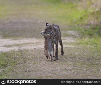 Wild Bobcat Holds a Rabbit in its Mouth