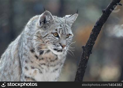Wild bobcat on the prowl in the wilderness.