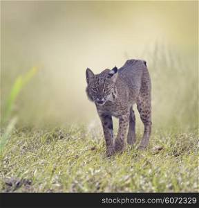 Wild Bobcat Walking in Florida Wetlands