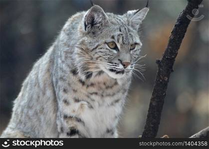 Wild bobcat with pointed ear tips.
