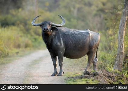 Wild Buffalo also called Asian buffalo crossing the road, Bubalus arnee, Kaziranga National Park, Assam, India