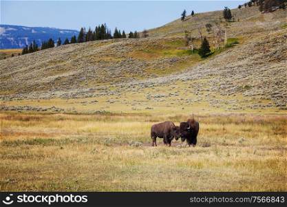 Wild buffalo in Yellowstone National Park, USA
