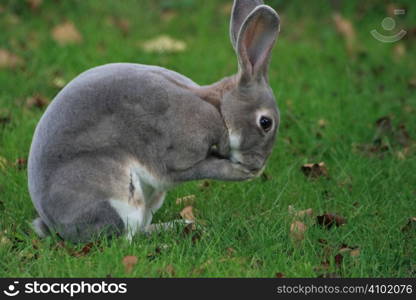 wild bunny cleaning its face after eating