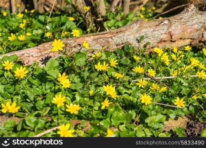 Wild buttercup flowers on a forest floor