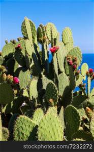 Wild cactus with flowers in a beautiful summer day