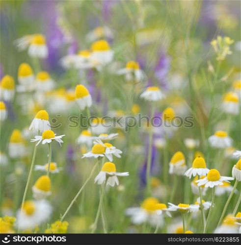 Wild camomile daisy flowers growing on green meadow
