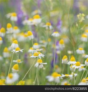 Wild camomile daisy flowers growing on green meadow