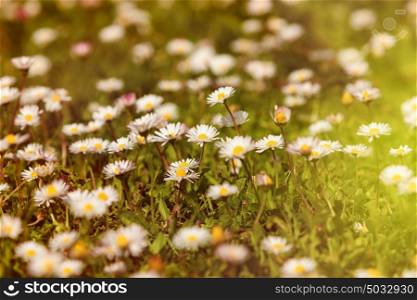 Wild camomile flowers growing on green meadow, macro image with sunlight