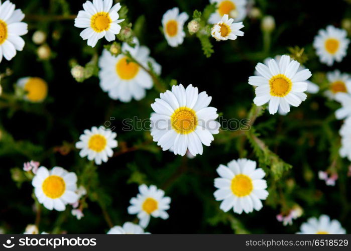 Wild camomile flowers growing on the meadow . Wild camomile flowers growing on green meadow