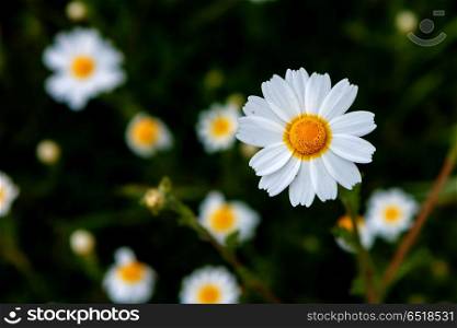Wild camomile flowers growing on the meadow . Wild camomile flowers growing on green meadow