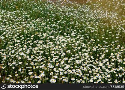 Wild camomile flowers growing on the meadow . Wild camomile flowers growing on green meadow
