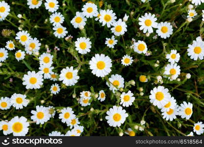 Wild camomile flowers growing on the meadow . Wild camomile flowers growing on green meadow