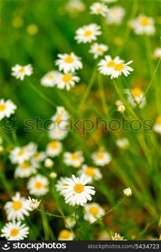 Wild camomile in green grass, close up. Selective focus.