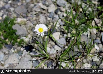 Wild camomille growing on the stone ground
