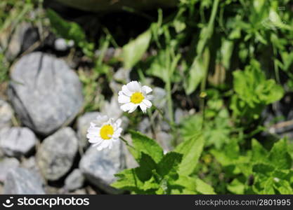 Wild camomille growing on the stone ground