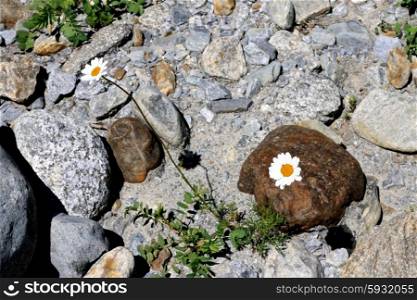 Wild camomille growing on the stone ground