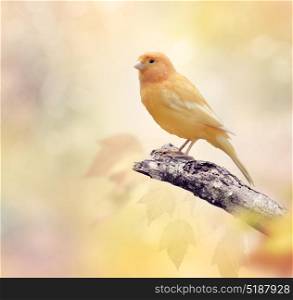 Wild Canary perches on a branch. Wild Canary on a branch