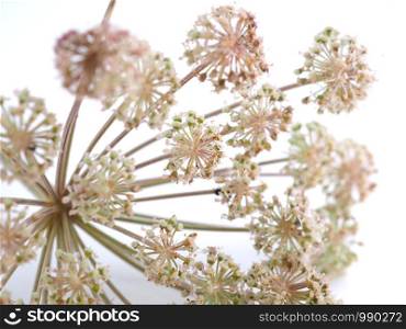 wild carrot flowers on white background