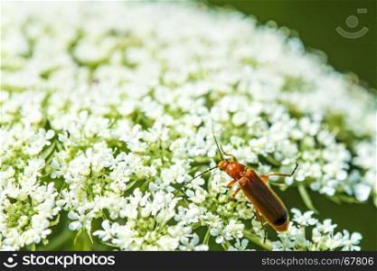wild carrot with beetle