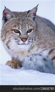 Wild cat in snow