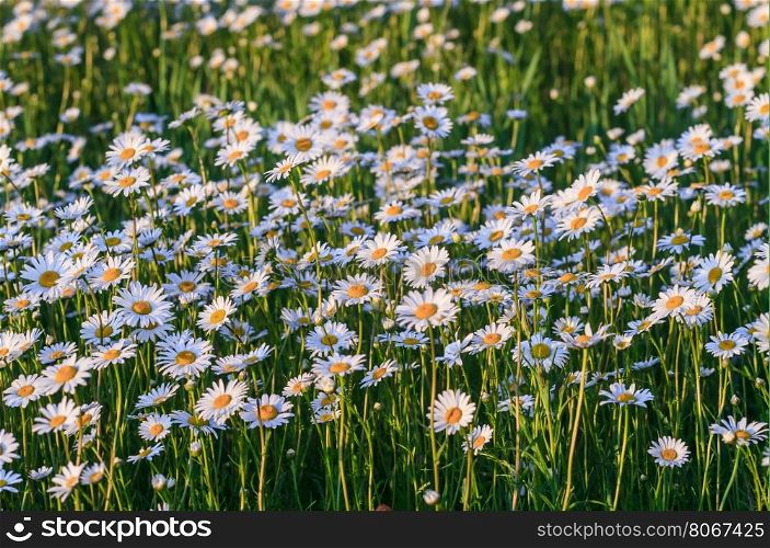 Wild chamomile flowers on a field on a sunny day. shallow depth of field, View from above