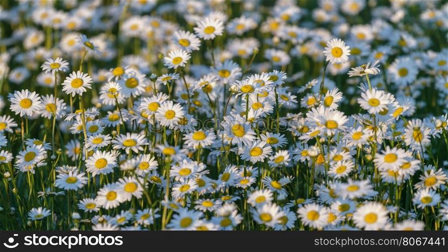 Wild chamomile flowers on a field on a sunny day. shallow depth of field, View from above