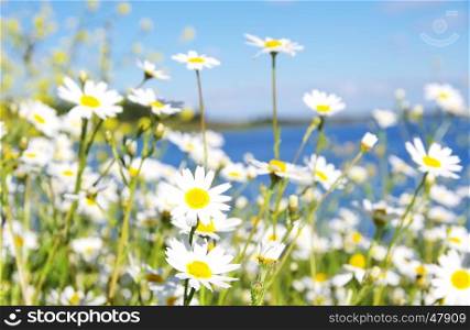 Wild chamomile flowers on river background